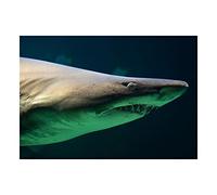 Wee Blue Coo Photo Nature Sandtiger Shark Ragged Teeth Jaws Australia Wall Art Print