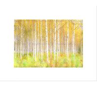 Wee Blue Coo PHOTO NATURE TREES FOREST WOODS SILVER BIRCH WOODLAND FRAMED ART PRINT B12X13341