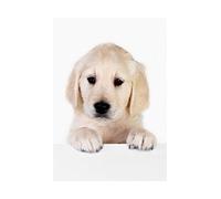 Wee Blue Coo Photo Puppy Baby Golden Retriever Dog Pet Wall Art Print