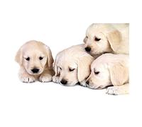 Wee Blue Coo Photo Puppy Baby Golden Retriever Pet Dog Wall Art Print