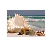 Wee Blue Coo Photo Sand Conch Seashells Beach Summer Shells Wall Art Print