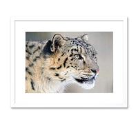 Wee Blue Coo Photo Snow Leopard Face Close Up Big Cat Framed Wall Art Print