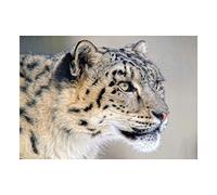 Wee Blue Coo Photo Snow Leopard Face Close Up Big Cat Wall Art Print