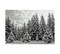 Wee Blue Coo Photo Snowy Forest Black White Pine Winter Wall Art Print