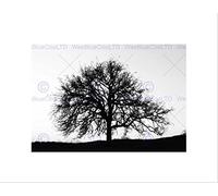 Wee Blue Coo PHOTO TREE SILHOUETTE BLACK WHITE COOL STARK BLACK FRAMED ART PRINT B12X7631