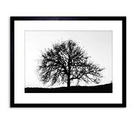 Wee Blue Coo Photo Tree Silhouette Black White Cool Stark Framed Wall Art Print
