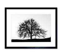 Wee Blue Coo Photo Tree Silhouette Black White Cool Stark Picture Framed Wall Art Print