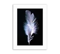 Wee Blue Coo Photograph Black White Feather Bird Picture Photograph Canvas Art Print