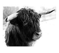 Wee Blue Coo Photograph Composition Animal Livestock Highland Cow Bull Art Print Poster Wall Decor 12X16 Inch