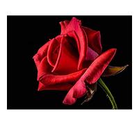 Wee Blue Coo Photograph Composition Nature Plant Flower Red Rose Art Print Poster Wall Decor 12X16 Inch