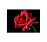 Wee Blue Coo PHOTOGRAPH COMPOSITION NATURE PLANT FLOWER RED ROSE FRAMED ART PRINT B12X3713