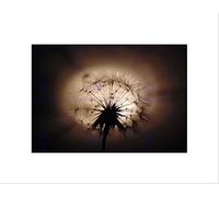 Wee Blue Coo PHOTOGRAPH COMPOSITION SILHOUETTE DANDELION SEEDS WISHES FRAMED PRINT B12X3874