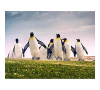 Wee Blue Coo Photograph Nature Animal Group King Penguins Falkland Art Print Poster Wall Decor 12X16 Inch