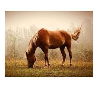 Wee Blue Coo Photography Animal Portrait Grazing Brown Horse Misty Mane Art Print Poster Wall Decor 12X16 Inch