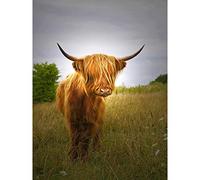Wee Blue Coo Photography Farm Livestock Animal Highland Cow Calf Scotland Canvas Print