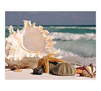 Wee Blue Coo Photography Sand Conch Seashells Beach Summer Shells Art Print Poster Wall Decor 12X16 Inch