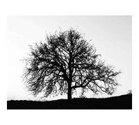 Wee Blue Coo Photography Tree Silhouette Black White Stark Art Print Poster Wall Decor 12X16 Inch