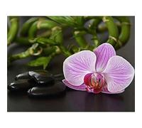 Wee Blue Coo Pink Moth Orchid Black Stones Art Print Poster Wall Decor 12X16 Inch