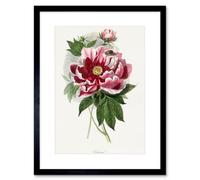 Wee Blue Coo Pink Red Peony Bloom Flowers Floral Classic Pretty Framed Wall Art Print