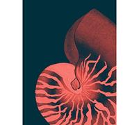 Wee Blue Coo Pink Seashell Nautilus Large Wall Art Poster Print Thick Paper 18X24 Inch