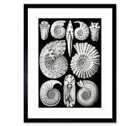 Wee Blue Coo Plate Ernst Haeckel Kunstformen Der Natur Ammonit Framed Wall Art Print