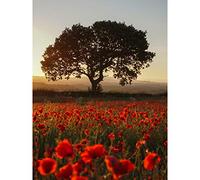 Wee Blue Coo Poppy Field Newtongrange Edinburgh Scotland Photography Extra Large XL Wall Art Poster Print
