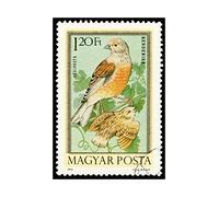 Wee Blue Coo Postage Stamp Hungary 120 Forint Linnet Bird New Wall Art Print