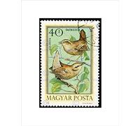 Wee Blue Coo POSTAGE STAMP HUNGARY 40 FORINT BIRD WREN JENNY FRAMED ART PRINT MOUNT B12X11038