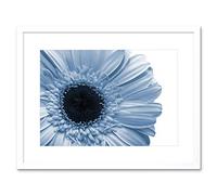 Wee Blue Coo Powder Light Blue Gerbera Flower Art Picture Framed Wall Art Print