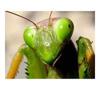 Wee Blue Coo Praying Mantis Insect Green Close Up Art Print Poster Wall Decor 12X16 Inch