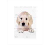 Wee Blue Coo Puppy Baby Golden Retriever Dog Pet Picture Wall Art Print