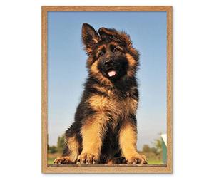 Wee Blue Coo Puppy German Shepherd Alsatian Art Print Framed Poster Wall Decor 12X16 Inch