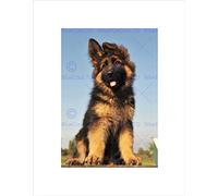 Wee Blue Coo PUPPY GERMAN SHEPHERD ALSATIAN BLACK FRAME FRAMED ART PRINT PICTURE B12X8965