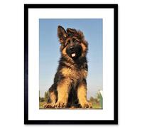 Wee Blue Coo PUPPY GERMAN SHEPHERD ALSATIAN BLACK FRAME FRAMED ART PRINT PICTURE B12X8965