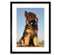 Wee Blue Coo Puppy German Shepherd Alsatian Picture Photo Framed Wall Art Print