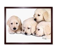 Wee Blue Coo Puppys Baby Golden Retriever Dogs Pets Art Print Framed Poster Wall Decor 12X16 Inch