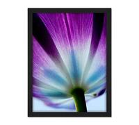 Wee Blue Coo Purple Tulip Flower Bloom Artwork Framed Wall Art Print 18X24 Inch