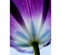 Wee Blue Coo Purple Tulip Flower Bloom Large Wall Art Poster Print Thick Paper 18X24 Inch