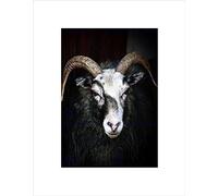 Wee Blue Coo Ram Sheep Face Close Up Black White Horn Picture Wall Art Print