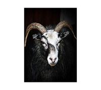 Wee Blue Coo Ram Sheep Face Closeup Black White Horns Photo Picture Wall Art Print