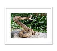 Wee Blue Coo Rattle Snake Reptile Venom Attack Art Picture Framed Wall Art Print