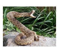 Wee Blue Coo Rattle Snake Reptile Venom Attack Art Print Poster Wall Decor 12X16 Inch