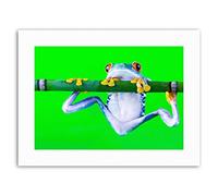 Wee Blue Coo Red Eyed Tree Frog Branch Photo Picture Canvas Art Print