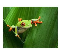 Wee Blue Coo Red Eyed Tree Frog Climbing Leaf Art Print Poster Wall Decor 12X16 Inch