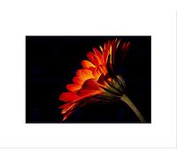 Wee Blue Coo Red Orange Gerbera Flower Art Wall Art Print