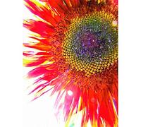 Wee Blue Coo Red Sunflower Head Close Up Art Print Poster Wall Decor 12X16 Inch