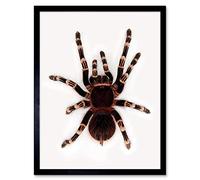 Wee Blue Coo Redknee Tarantula Spider Arachnid Art Print Framed Poster Wall Decor 12X16 Inch