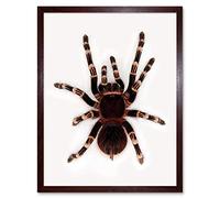 Wee Blue Coo Redknee Tarantula Spider Arachnid Art Print Framed Poster Wall Decor 12X16 Inch