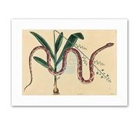 Wee Blue Coo Reptile Catesby Corn Snake Painting Nature Canvas Art Print