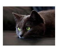 Wee Blue Coo Resting Black Cat Kitten Green Eyes Art Print Poster Wall Decor 12X16 Inch